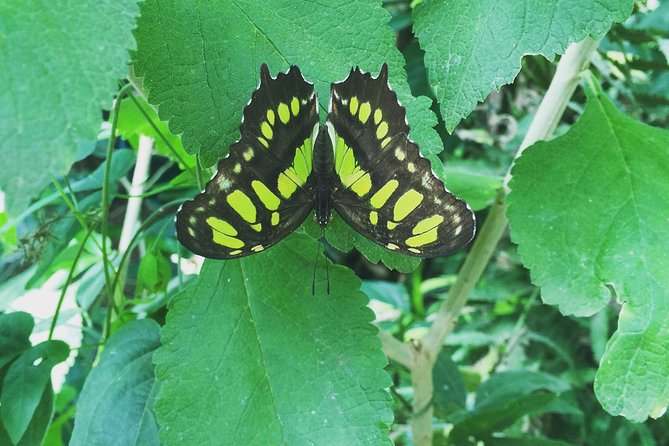 Monteverde Butterfly Gardens Tour - The leaf-cutter ant colony is a highlight