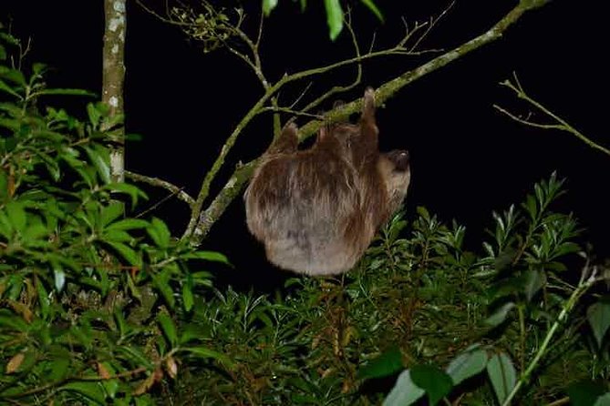 Monteverde Cloud Forest Guided Night Walk - Key points to know before booking