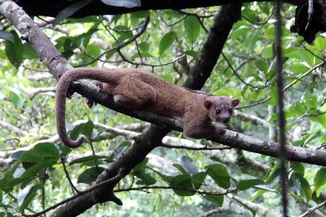 Monteverde Cloud Forest Guided Night Walk - Monteverde after dark: why the timing matters