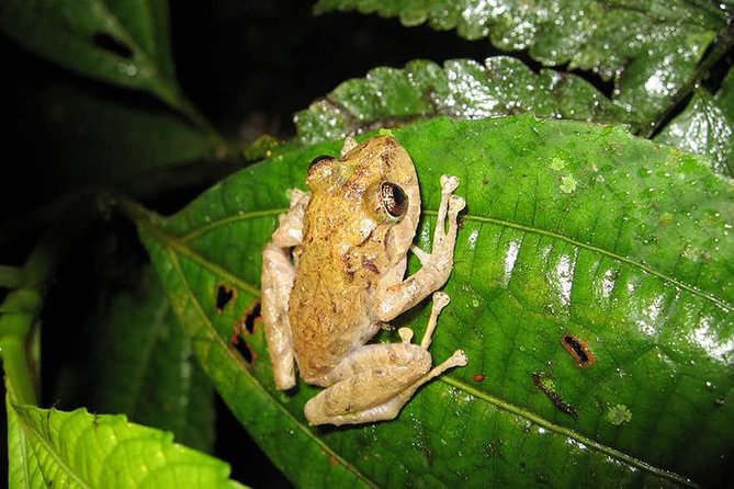Monteverde Cloud Forest Guided Night Walk - How to get better photographs and enjoy the walk
