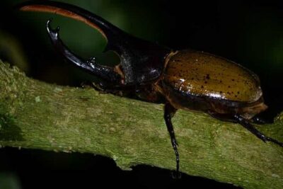 Monteverde Cloud Forest Guided Night Walk
