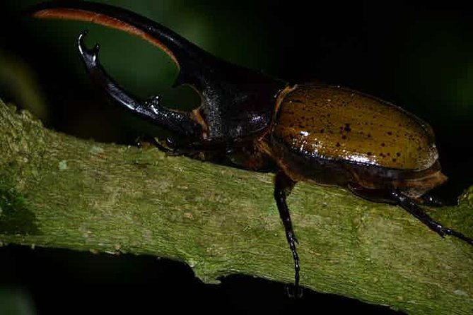 Monteverde Cloud Forest Guided Night Walk - The guide is the most important part