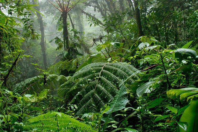 Monteverde Cloud Forest Hanging Bridges Tour from San Jose - A 12-hour day from San Jose