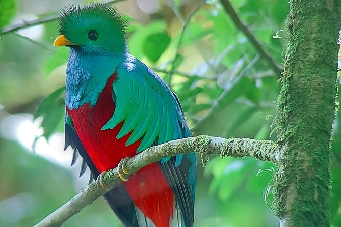 Monteverde Cloud Forest Nature Tour - Key points to know before you book