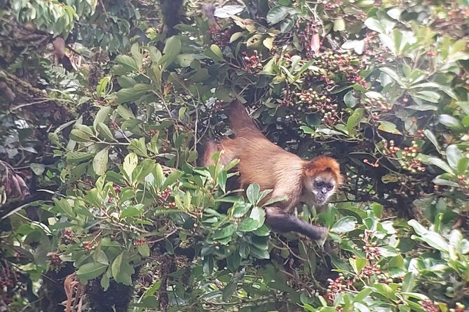 Monteverde Cloud Forest Nature Tour - Why a guide matters in Monteverde