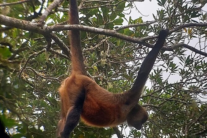 Monteverde Cloud Forest Nature Tour - The guides make or break the experience