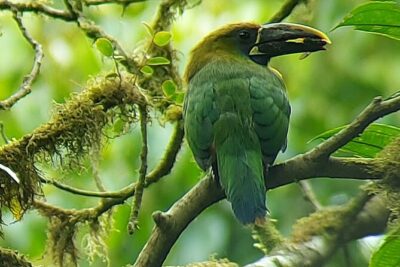 Monteverde Cloud Forest Nature Tour