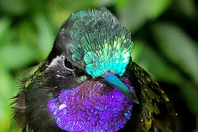 Monteverde Cloud Forest Nature Tour - What the $30 price really means