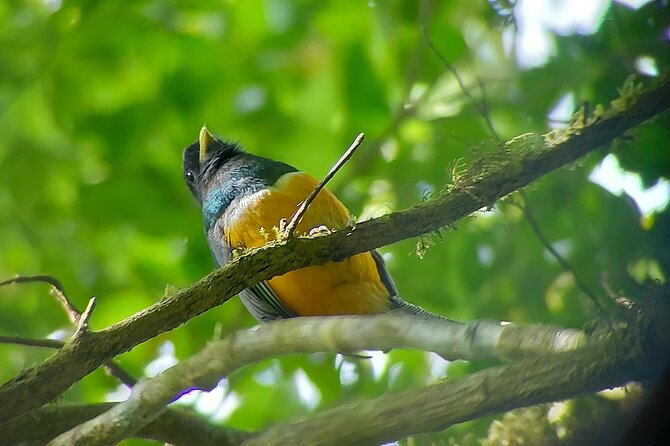 Monteverde Cloud Forest Nature Tour - How it compares with exploring on your own