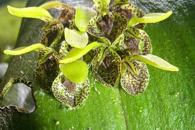 Monteverde Cloud Forest Nature Tour - Who should book this tour?