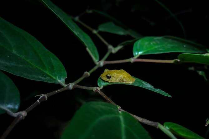 Monteverde Coffee, Chocolate and Night Tour - The night walk: frogs, sloths, and small surprises