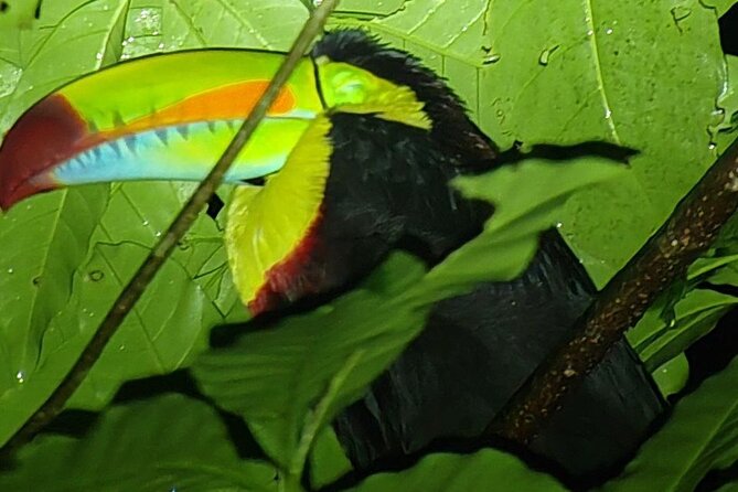 Monteverde Night Tour Unique Experience - Small groups are a real advantage