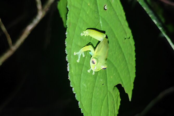 Monteverde Night Tour Unique Experience - Price and value at $35