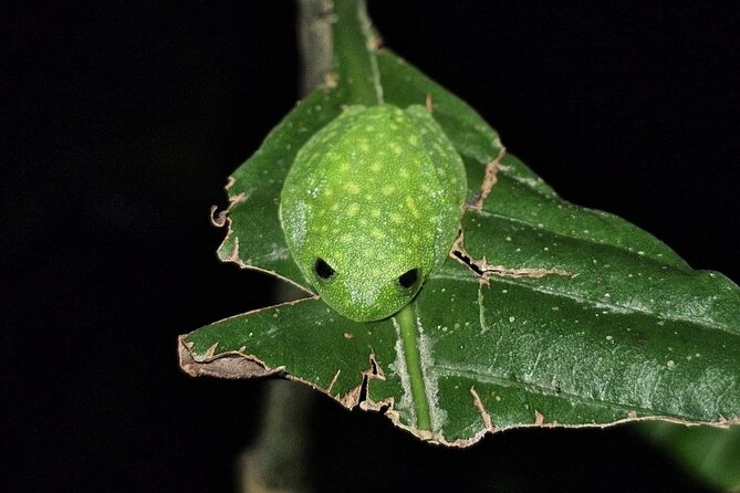 Monteverde Night Tour Unique Experience - Practical advice before you go