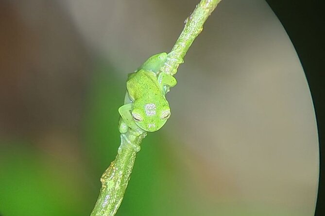 Monteverde Night Tour Unique Experience - Who should book this night walk