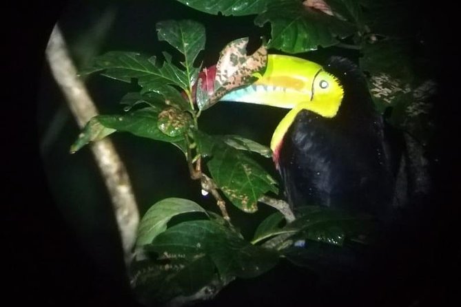 Monteverde Night Tour with a Certified Tour Guide (6 PM or 8 PM) - Key points to know before booking