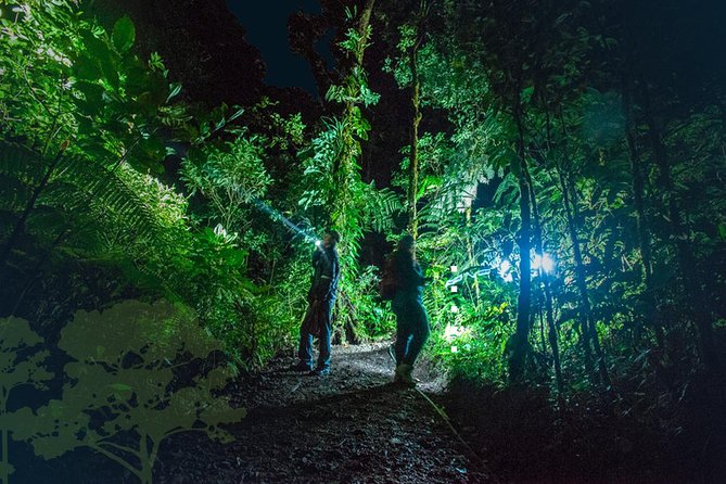 Monteverde Night Tour with a Certified Tour Guide (6 PM or 8 PM) - Why Monteverde is worth seeing after dark