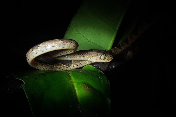 Monteverde Night Tour with a Certified Tour Guide (6 PM or 8 PM) - What you might see among the trees