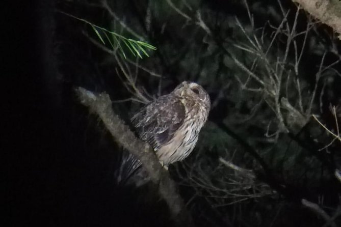 Monteverde Night Tour with a Certified Tour Guide (6 PM or 8 PM) - The guide is the main value of the tour