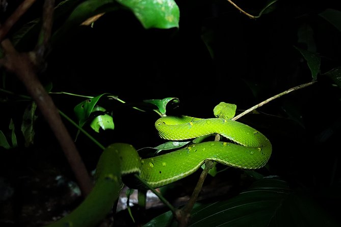 Monteverde Night Tour with a Certified Tour Guide (6 PM or 8 PM) - Small group, real limits