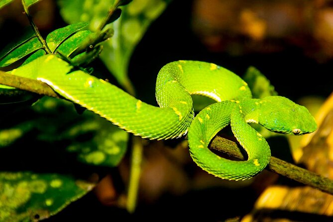 Monteverde Night Walk Tour: the night life of the forest - Key points to know before you book