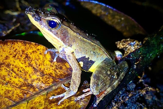 Monteverde Night Walk Tour: the night life of the forest - The creatures you might find by flashlight