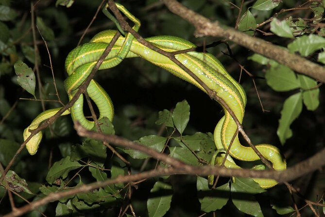 Monteverde Night Walk Tour: the night life of the forest - The guide can make or break the night