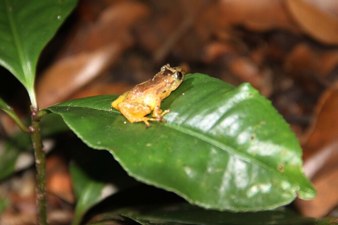 Monteverde Night Walk Tour: the night life of the forest - Private touring and the value of $85