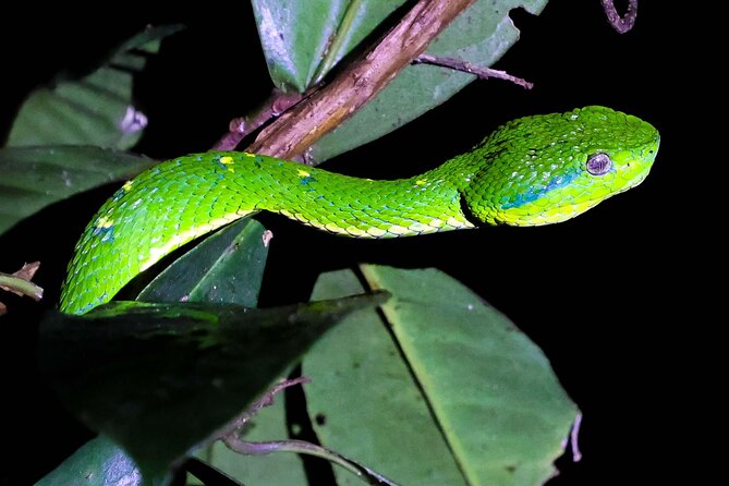 Monteverde Night Walk Tour: the night life of the forest - Weather, clothing, and comfort after dark