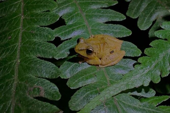 Monteverde Night Walk Tour: the night life of the forest - Who will enjoy this night walk most
