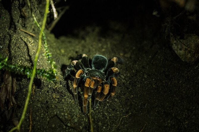 Monteverde Night Walk Tour: the night life of the forest - What the 6 pm start feels like