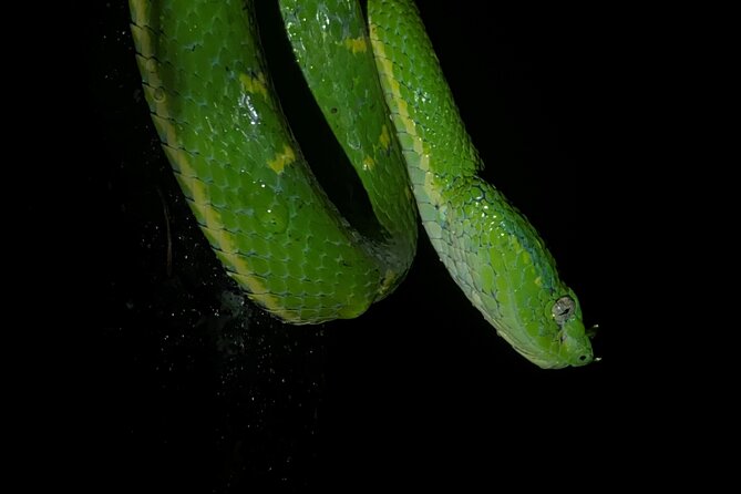 Monteverde Tropical Forest night tour - Key points at a glance
