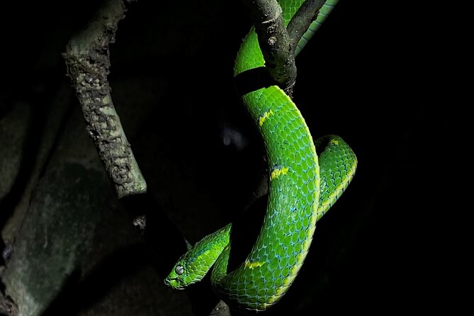 Monteverde Tropical Forest night tour - Why Monteverde changes after sunset