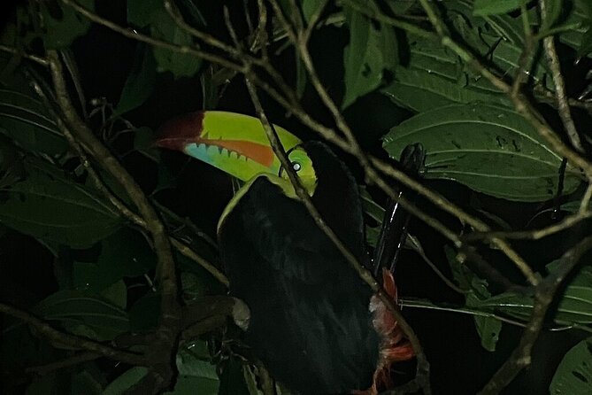 Monteverde Tropical Forest night tour - What the $43 total price really buys