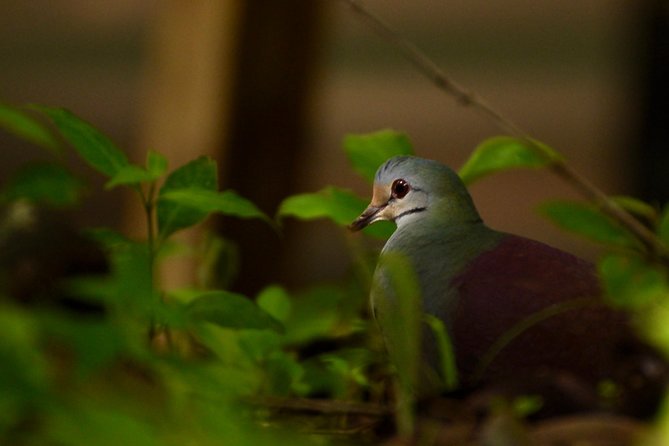 Monteverde Wildlife Walk & Hummingbird Encounter - Looking for birds, mammals, and forest plants
