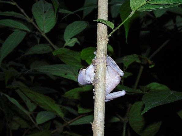 Nativos Corcovado Night Hike in DrakeBay - Is $68 a fair price?