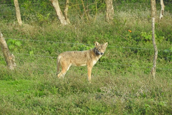 Natural History Tour at Curi Cancha Reserve in Monteverde - The wildlife you might see