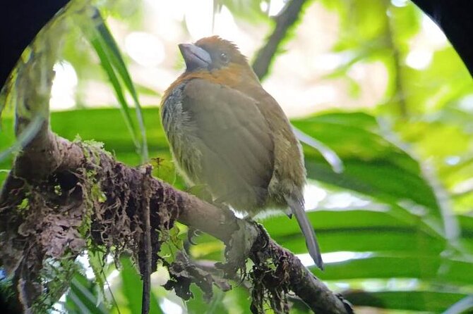 Nature Tour in the Monteverde Cloud Forest - Meeting at the reserve, not at your hotel