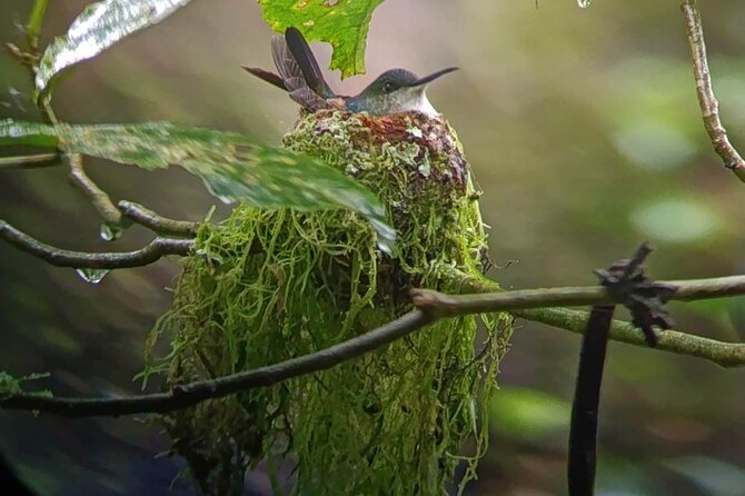 Nature Tour in the Monteverde Cloud Forest - Fitness, pace, and what to bring