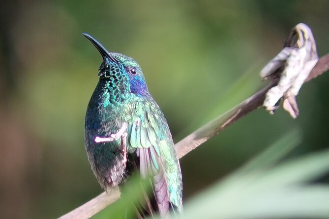 Nature Tour in the Monteverde Cloud Forest - Booking, cancellation, and timing notes