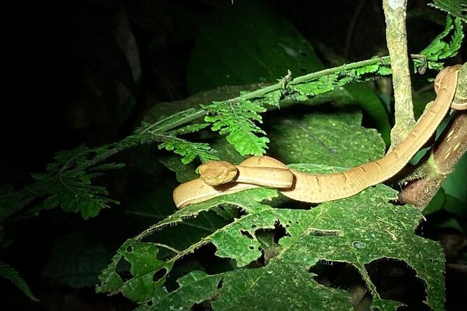 Night Adventures in Monteverde - Starting at Café Ancestros at 6:45 pm