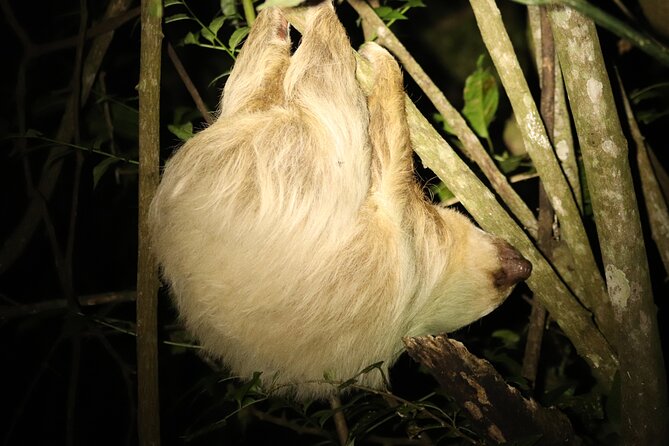 Night Adventures in Monteverde - What you might see after sunset