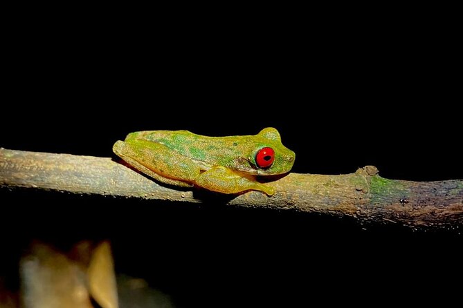 Night Adventures in Monteverde - Why the small group matters