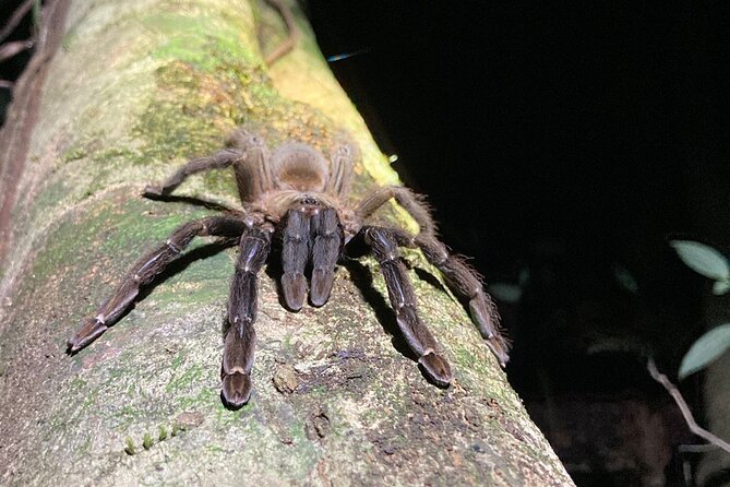 Night Adventures in Monteverde - Is $35 a good value?