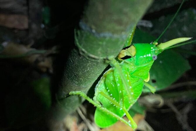 Night Adventures in Monteverde - Who should book this night walk?