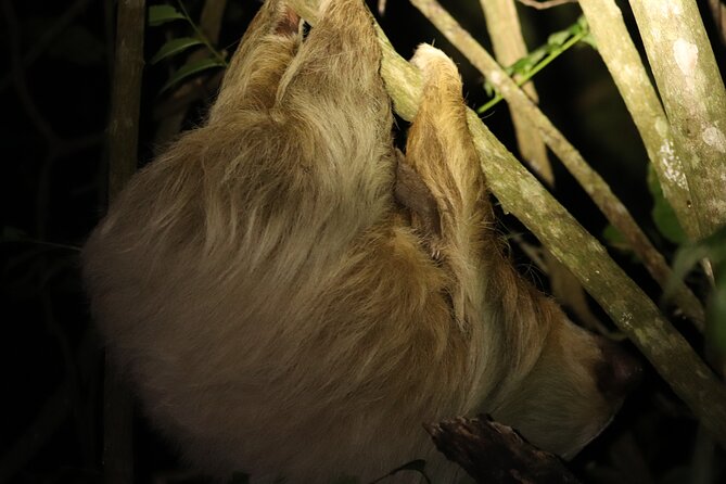 Night Adventures in Monteverde - The guide makes the difference