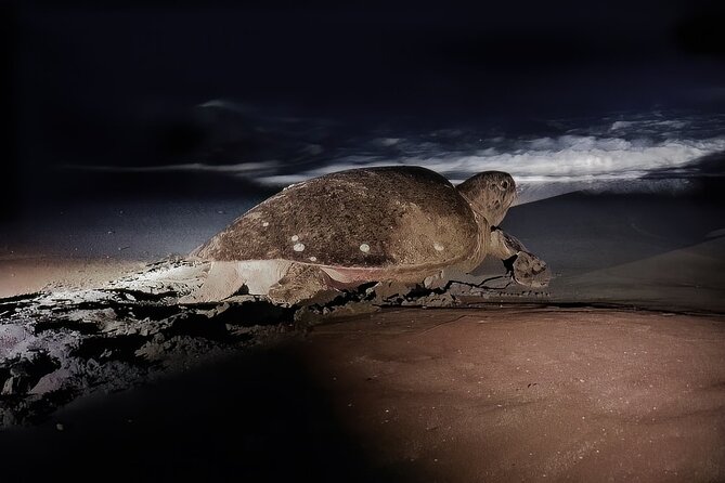 Night Turtle Nesting Tour from Tamarindo - Key points before you book