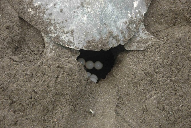 Night Turtle Nesting Tour from Tamarindo - Why this night is different from a standard wildlife outing