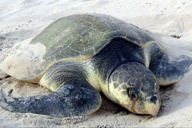 Night Turtle Nesting Tour from Tamarindo - Playa Mina and the protected beaches near Playa Grande