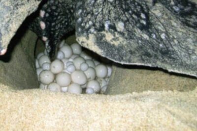 Night Turtle Nesting Tour from Tamarindo